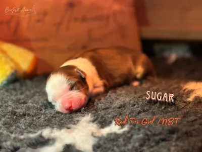 Australian Shepherd - Budnat Aussies High On Sugar