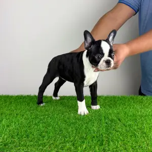 Terrier de Boston - Capella