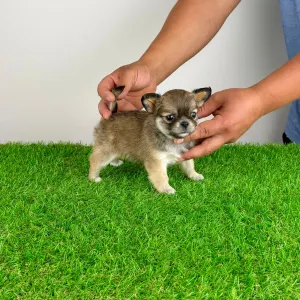 Chihuahua - Emma