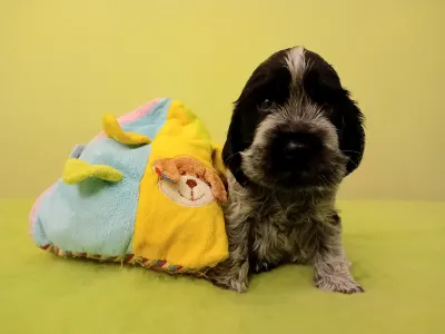 Englischer Cocker Spaniel - Dr. Dolittle 