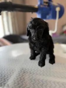 Střední pudl - Black Boy