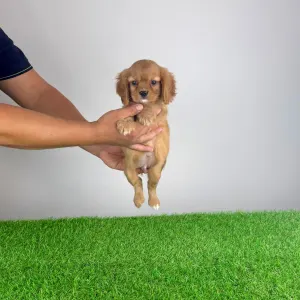 Cavalier King Charles Spaniel - Woody
