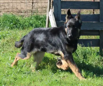 Deutsche Schäferhunde - Vaják