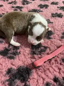 Border Collie - Pink Nyakörv/ Barna Szuka