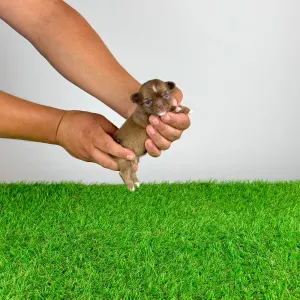 Chihuahua - Kilo