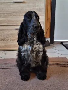Cocker spaniel inglese - Windfower