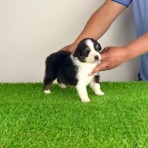 Australian Shepherd - Elany