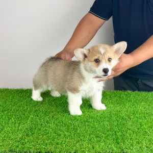 Corgi galez Pembroke - Cosima