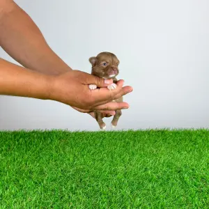 Chihuahua - Kyra