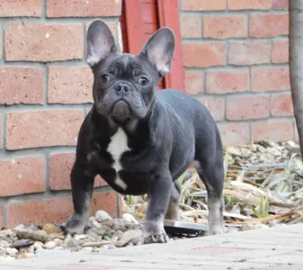 Buldog francuski - Fido 