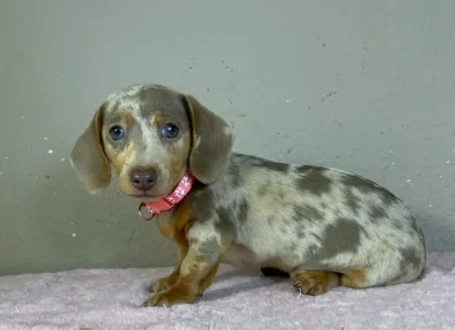 Dachshund - Emily