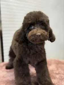 Poodle Miniature - Ubul