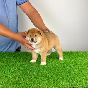 Shiba Inu - Whistle
