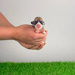 Pembroke Welsh Corgi - Yenka