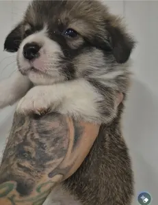 Pembroke Welsh Corgi - Kis Gróf