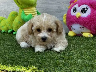Maltipoo - Polly