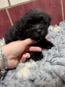 Bolończyk kolorowy - Alexei