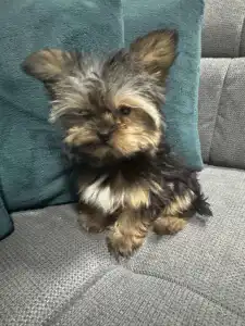 Yorkshire Terrier - Pici
