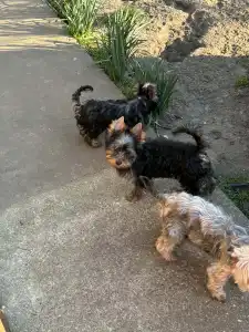 Yorkshire Terrier - Benett