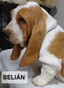 Basset Hound - Belián