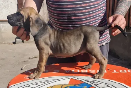 Fila Brasileiro - Jose, Jumbo, Jack Sp