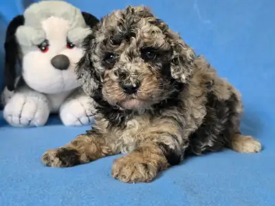 Cavapoo - Moon