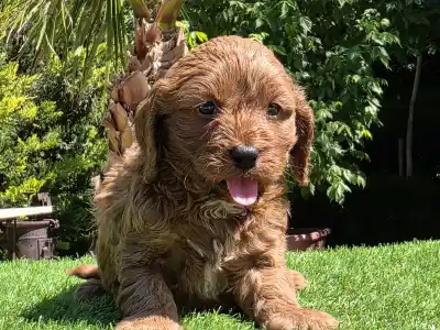 Cavapoo - Redjohn