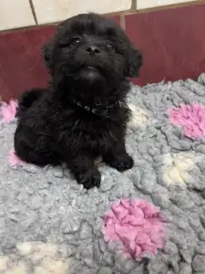 Bolończyk kolorowy - Alexei