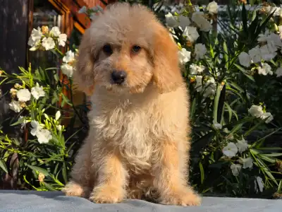 Cavapoo - Frakk