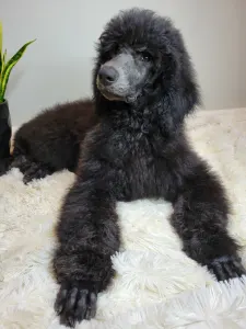 Poodle Standard - Rosie