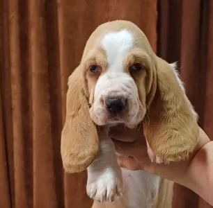 Basset Hound - Ciklon