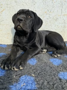 Cane corso - Cassiopeia’s Pearl Zeller