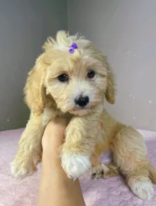 Maltipoo - Gabor