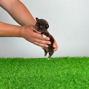 Chihuahua - Freda