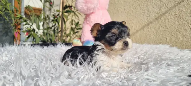 Biewer Terrier - Odin