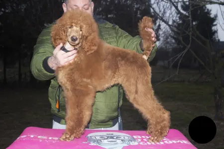 Poodle Standard - Jasper Nable