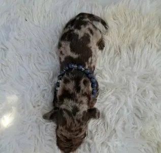 Dachshund - Bernard