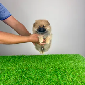 German Pomeranian Spitz - Dinlay