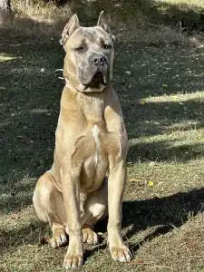 Cane Corso Italiano - Timoniere Quintiliano