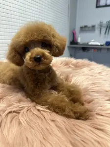 Poodle Toy - Prada Pupett