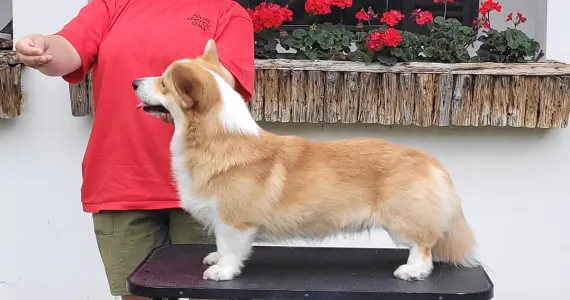 Welsh Corgi Pembroke - Shapphire Of Farm Of Happy Dogs