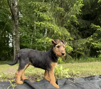 Airedale terrier - Chilli