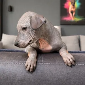 Amerykański nagi terier - Shiny Dog Fabius 