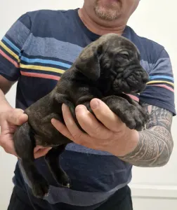 Fila Brasileiro - Jose, Joao, Joshua, Julio