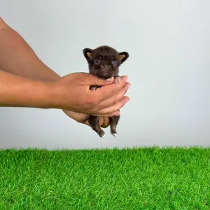 Chihuahua - Freda