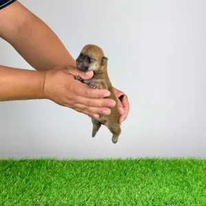 Shiba inu - Yarrow