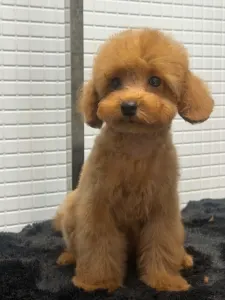 Pudel Toy - Samu(toy Size)