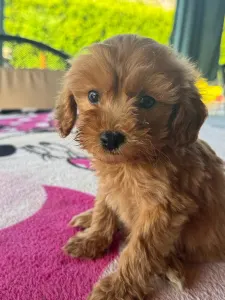 Maltipoo - Barack