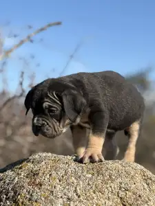 Cane Corso Italiano - Sofi