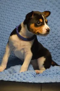 Basenji - Lucky Alien